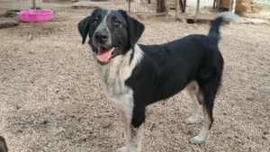 Millie Zorro Dogsavior Okt25 3