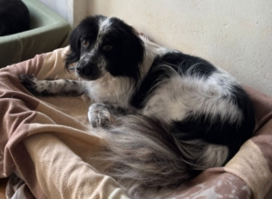 Neah Zorro Dogsavior Dez25 1