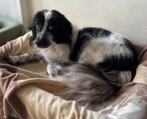 Neah Zorro Dogsavior Dez25 2