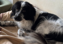 Neah Zorro Dogsavior Dez25 Beitragsbild