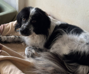 Neah Zorro Dogsavior Dez25 Beitragsbild