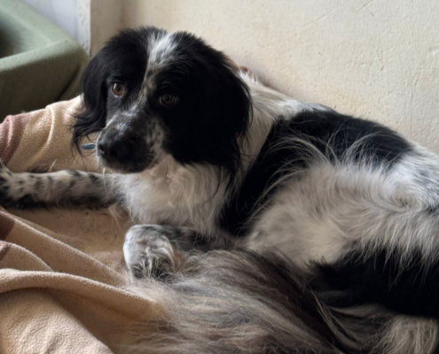 Neah Zorro Dogsavior Dez25 Beitragsbild