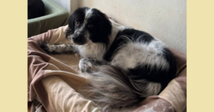 Neah Zorro Dogsavior Dez25 Social Media