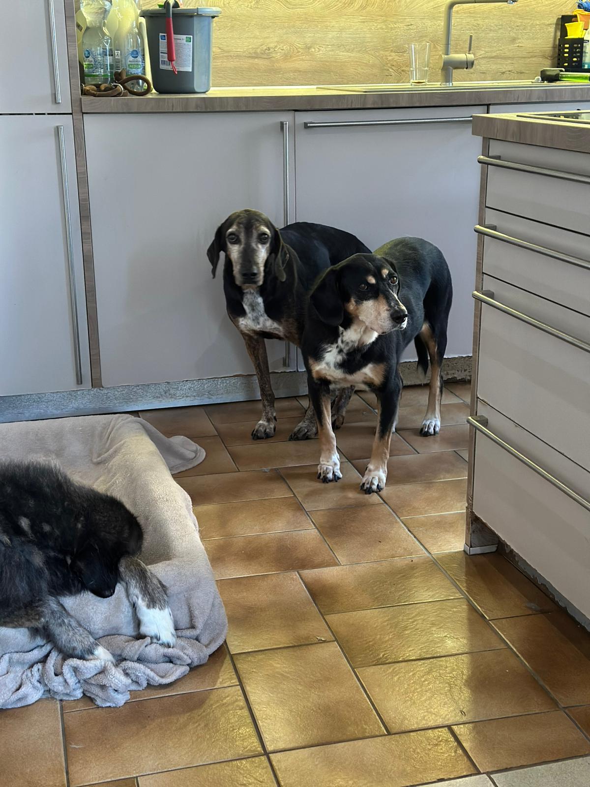 Nio Zorro Dodsavior Sep25 2