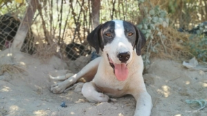 Olaf Zorro Dogsavior Jul25 1