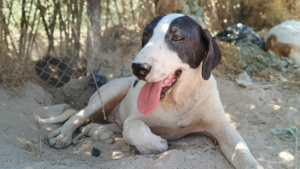 Olaf Zorro Dogsavior Jul25 2