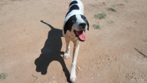 Olaf Zorro Dogsavior Jul25 3