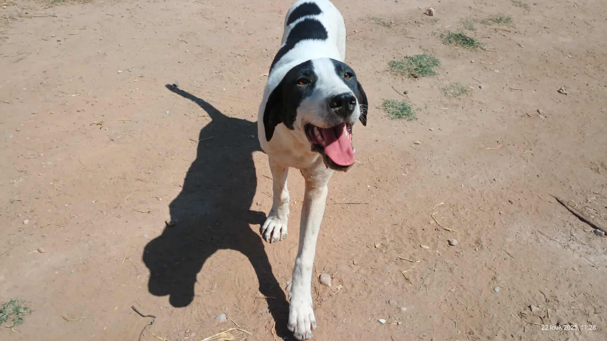 Olaf Zorro Dogsavior Jul25 3