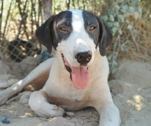 Olaf Zorro Dogsavior Jul25 Beitragsbild