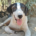 Olaf Zorro Dogsavior Jul25 Beitragsbild
