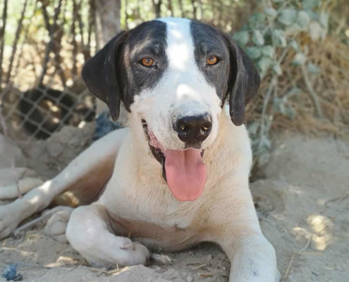 Olaf Zorro Dogsavior Jul25 Beitragsbild
