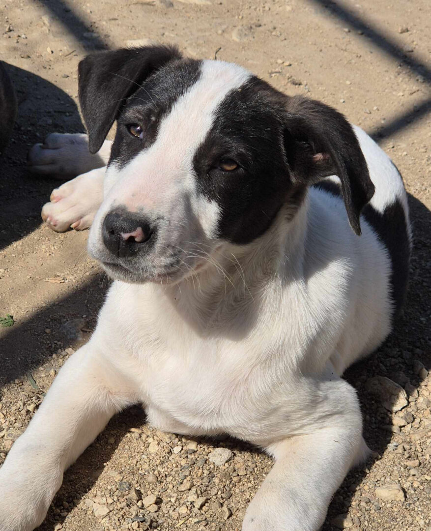 Olaf Zorro Dogsavior Mai25 1