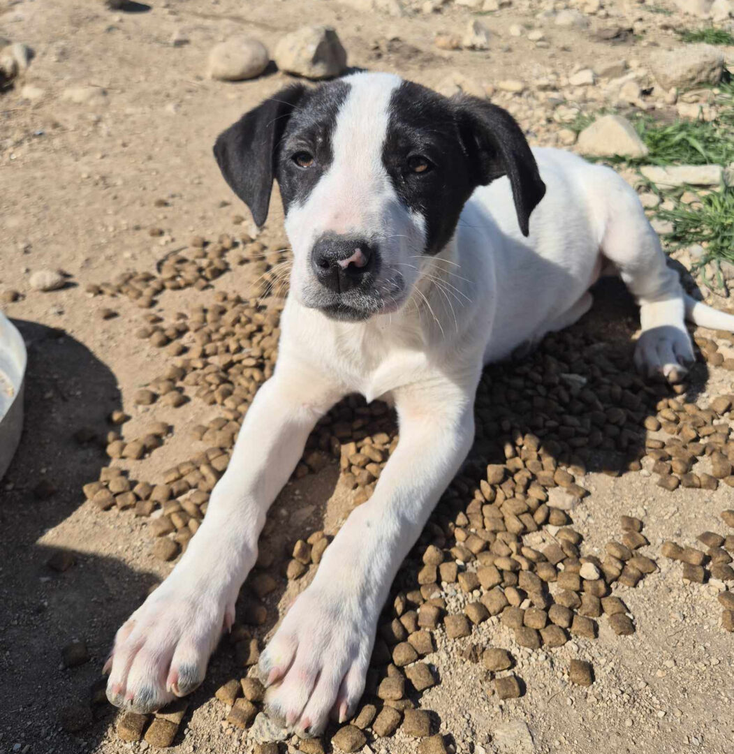 Olaf Zorro Dogsavior Mai25 2