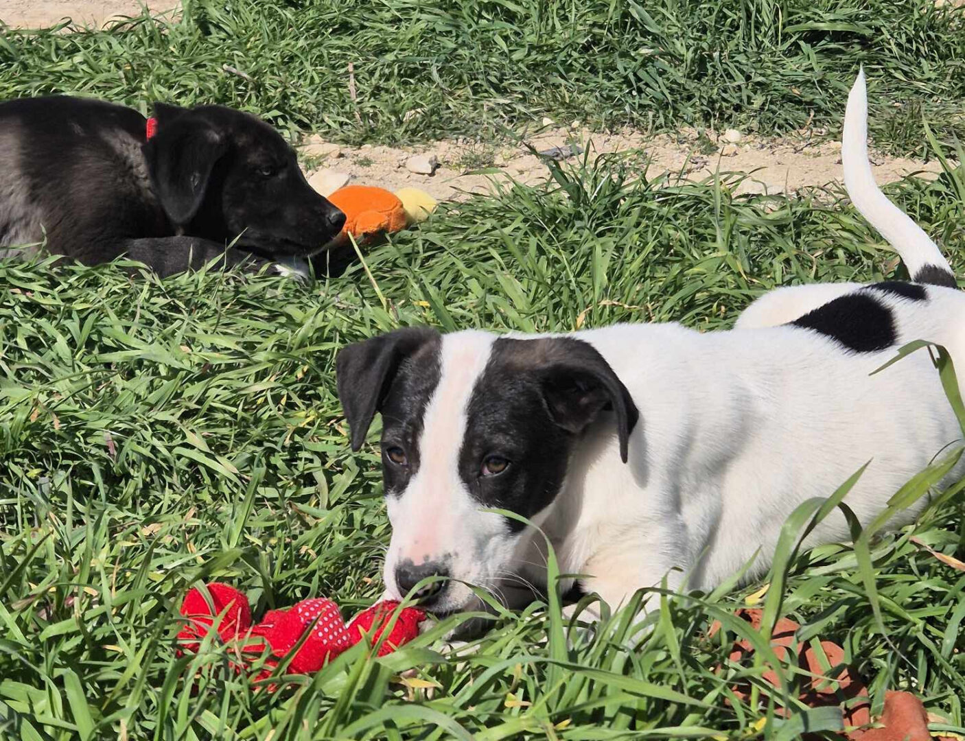 Olaf Zorro Dogsavior Mai25 3