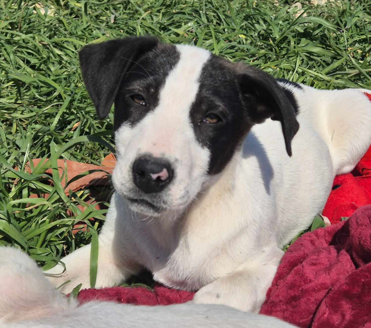 Olaf Zorro Dogsavior Mai25 4
