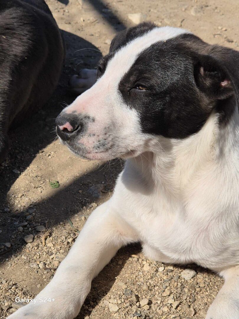 Olaf Zorro Dogsavior Mai25 5