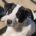 Olaf Zorro Dogsavior Mai25 Beitragsbild