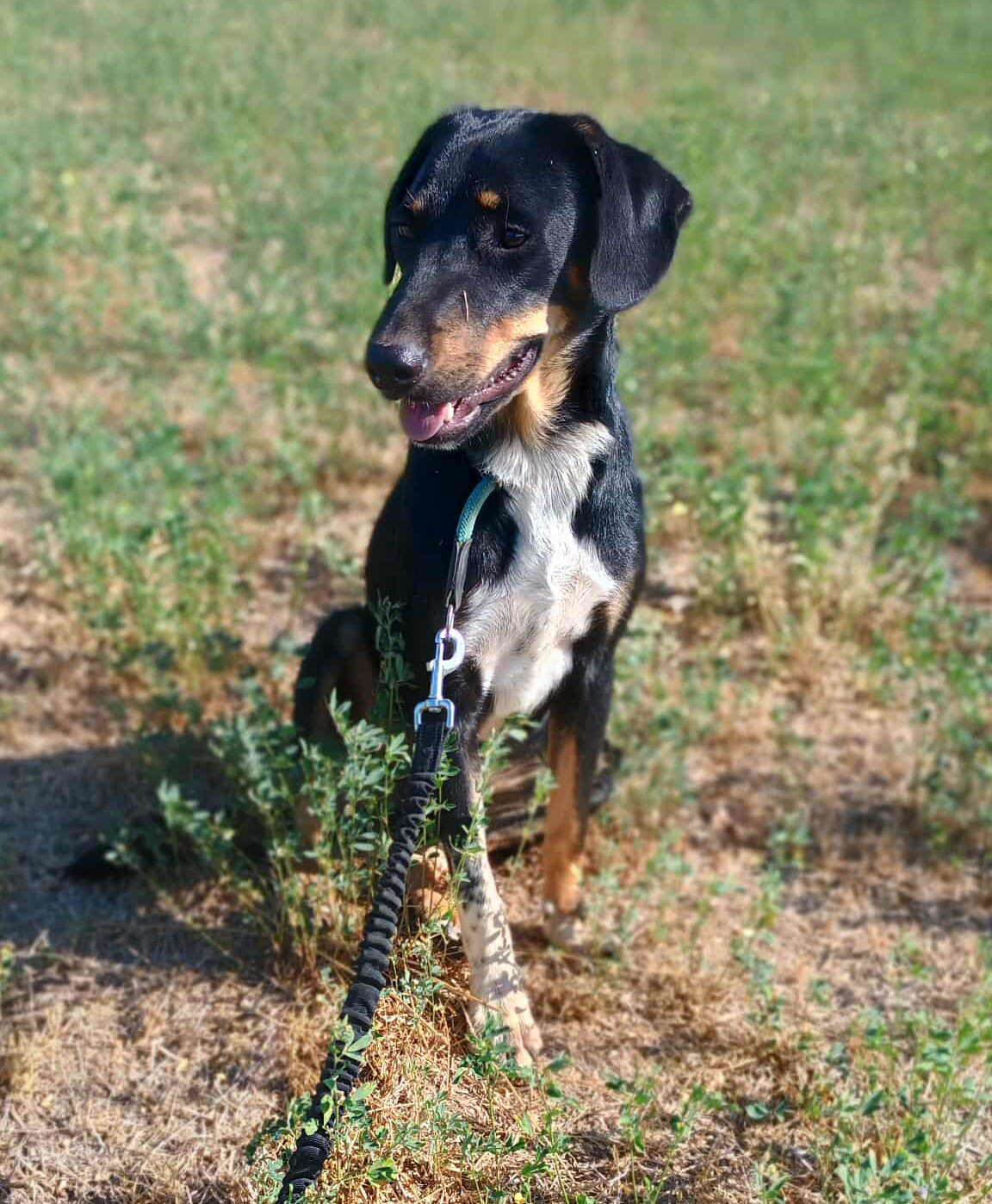 Pepe Zorro Dogsavior Sep25 1