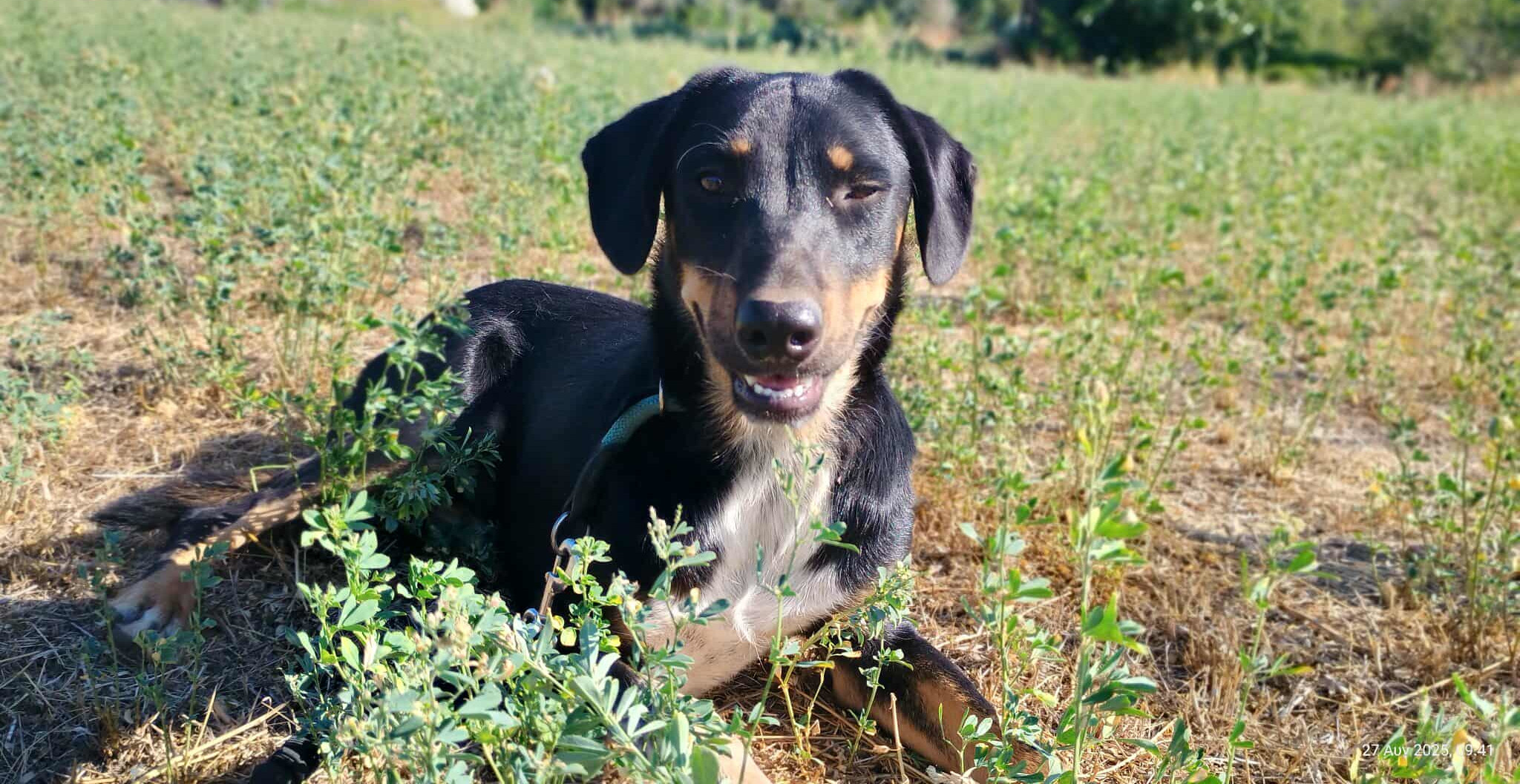Pepe Zorro Dogsavior Sep25 2