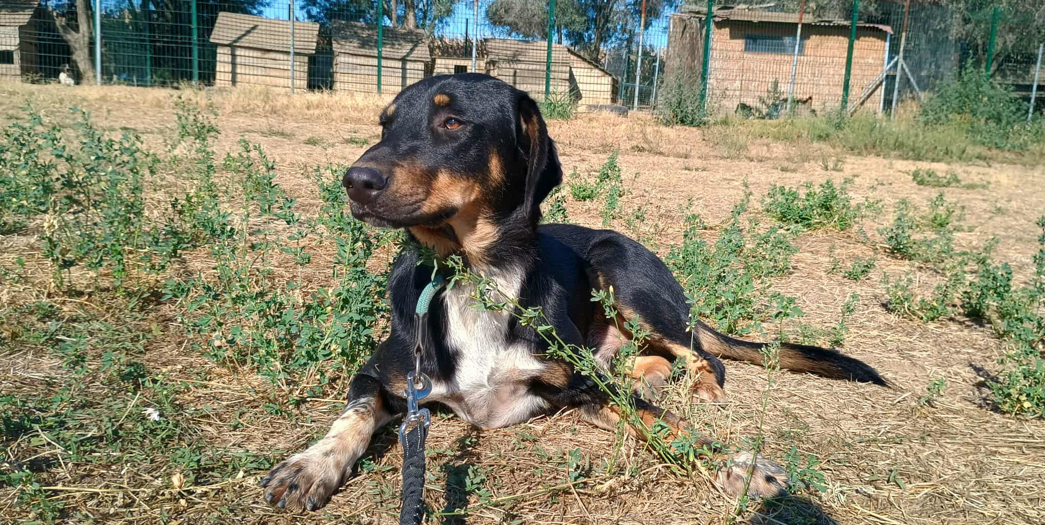 Pepe Zorro Dogsavior Sep25 3