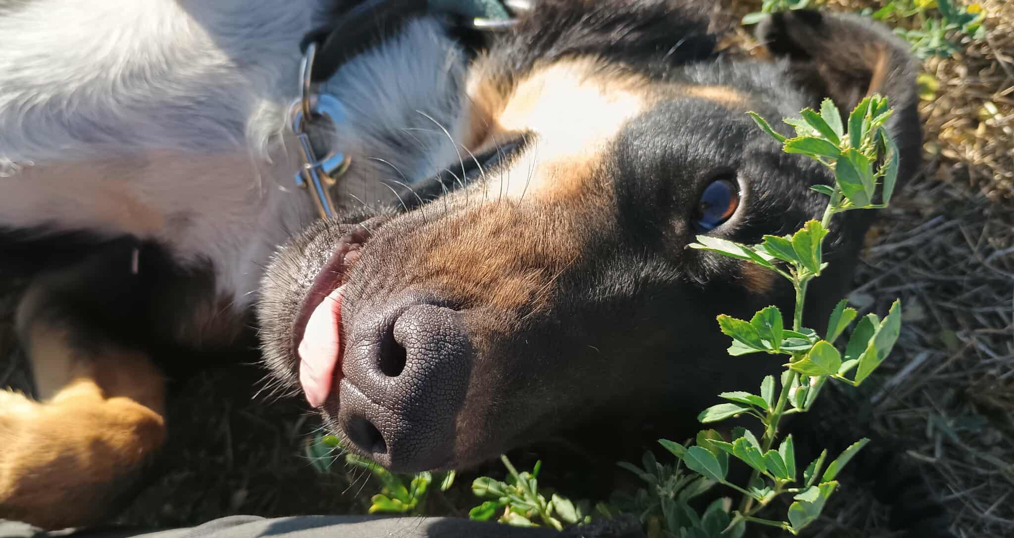 Pepe Zorro Dogsavior Sep25 4