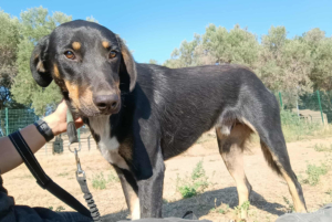 Pepe Zorro Dogsavior Sep25 5