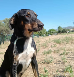 Pepe Zorro Dogsavior Sep25 6