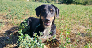 Pepe Zorro Dogsavior Sep25 Social Media