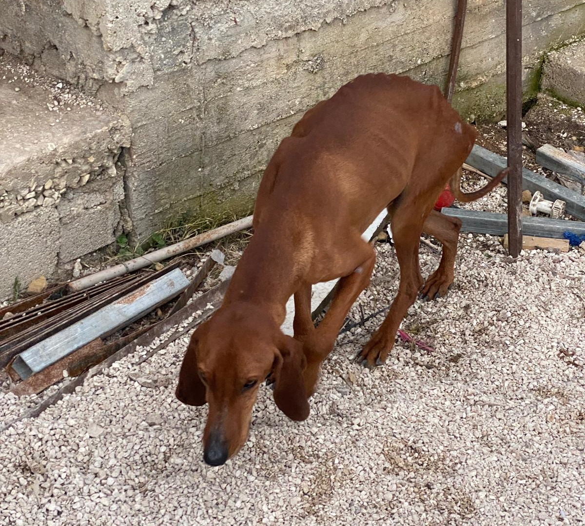 Rudolf Zorro Dogsavior Apr25 7