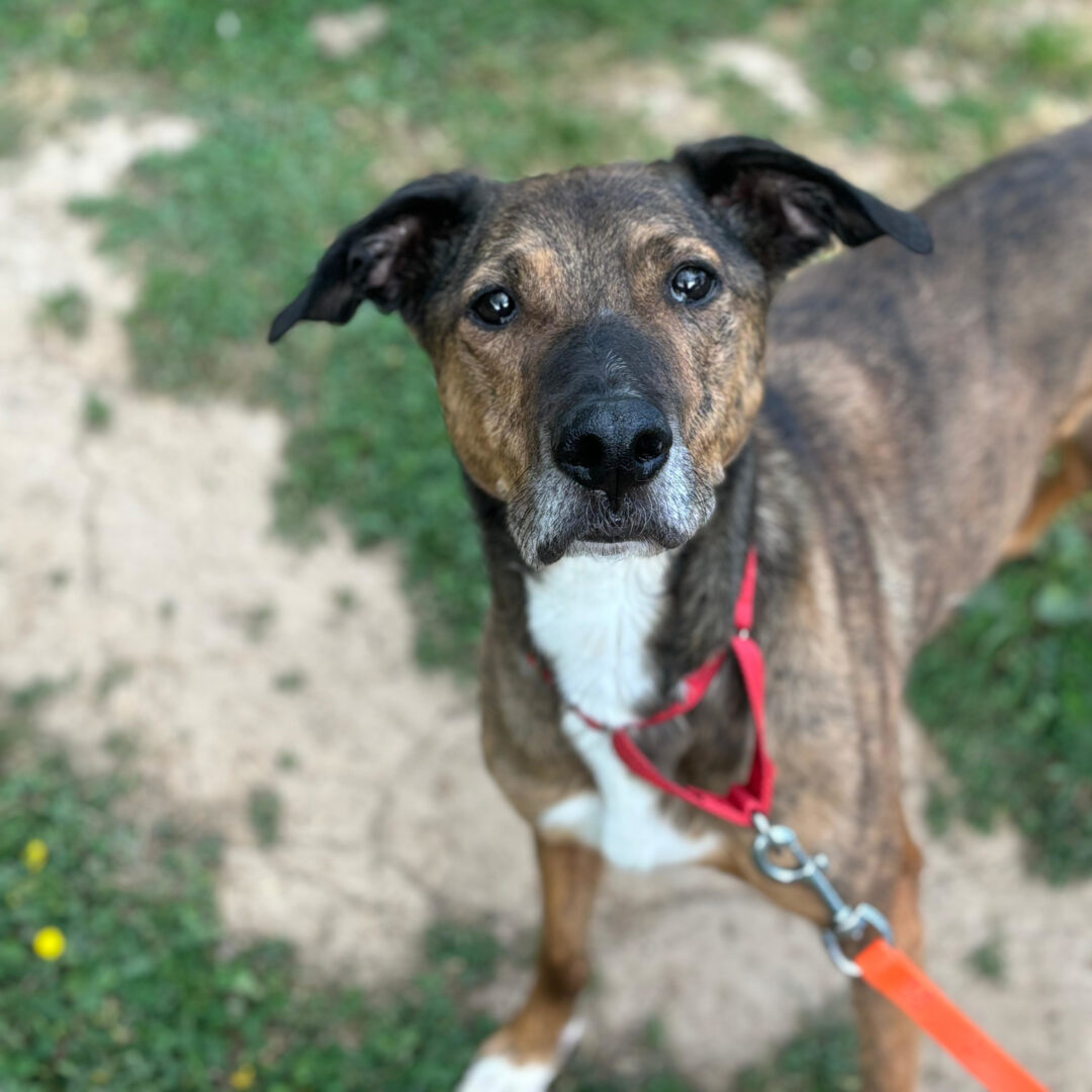 Shakira Zorro Dogsavior Mai25 1
