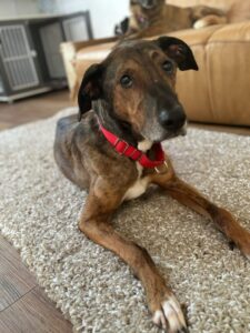 Shakira Zorro Dogsavior Mai25 4