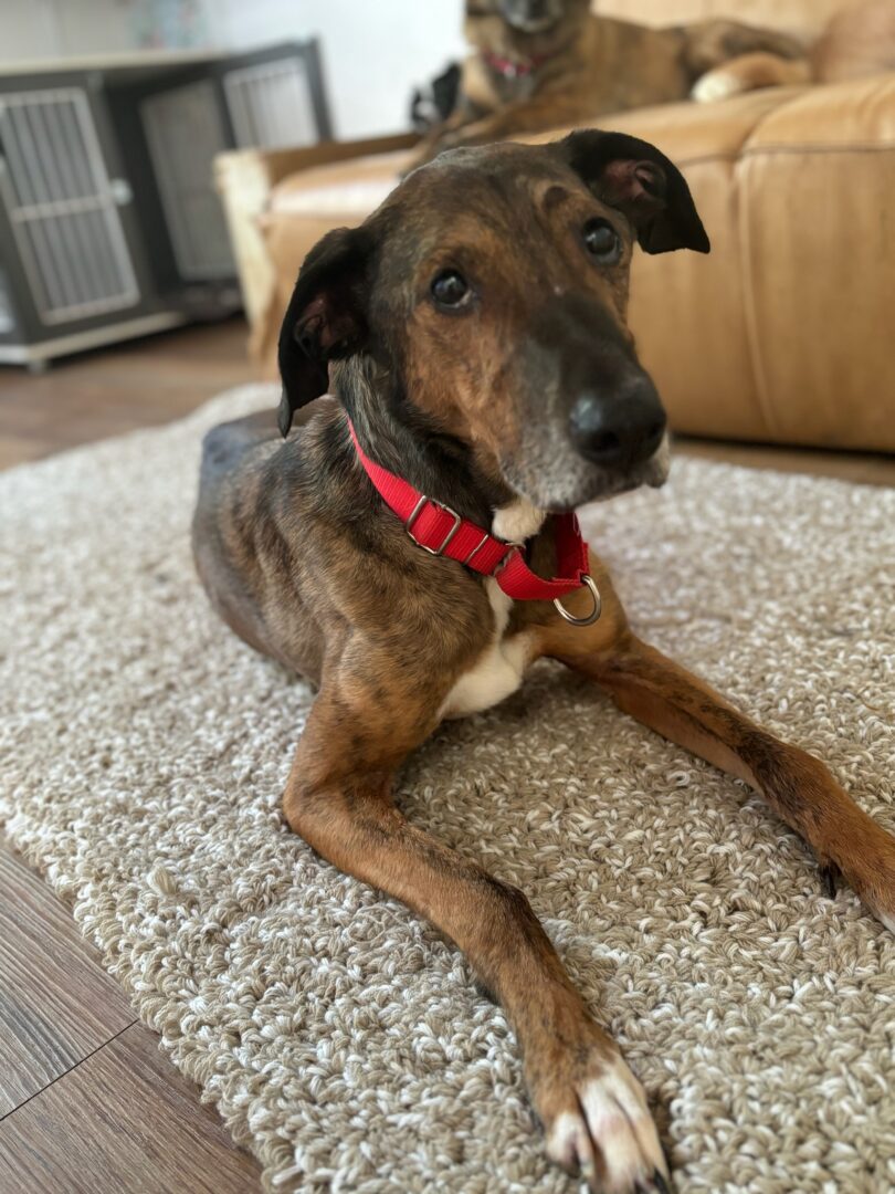 Shakira Zorro Dogsavior Mai25 4