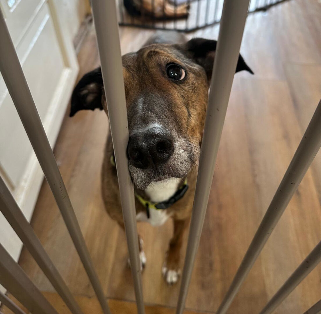 Shakira Zorro Dogsavior Mai25 6