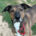 Shakira Zorro Dogsavior Mai25 Beitragsbild