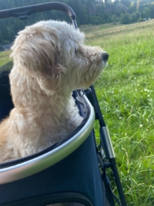 Silky Zorro Dogsavior Aug25 2