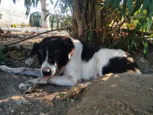 Sonia Zorro Dogsavior Sep25 1