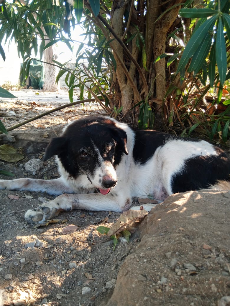 Sonia Zorro Dogsavior Sep25 2