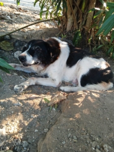 Sonia Zorro Dogsavior Sep25 3