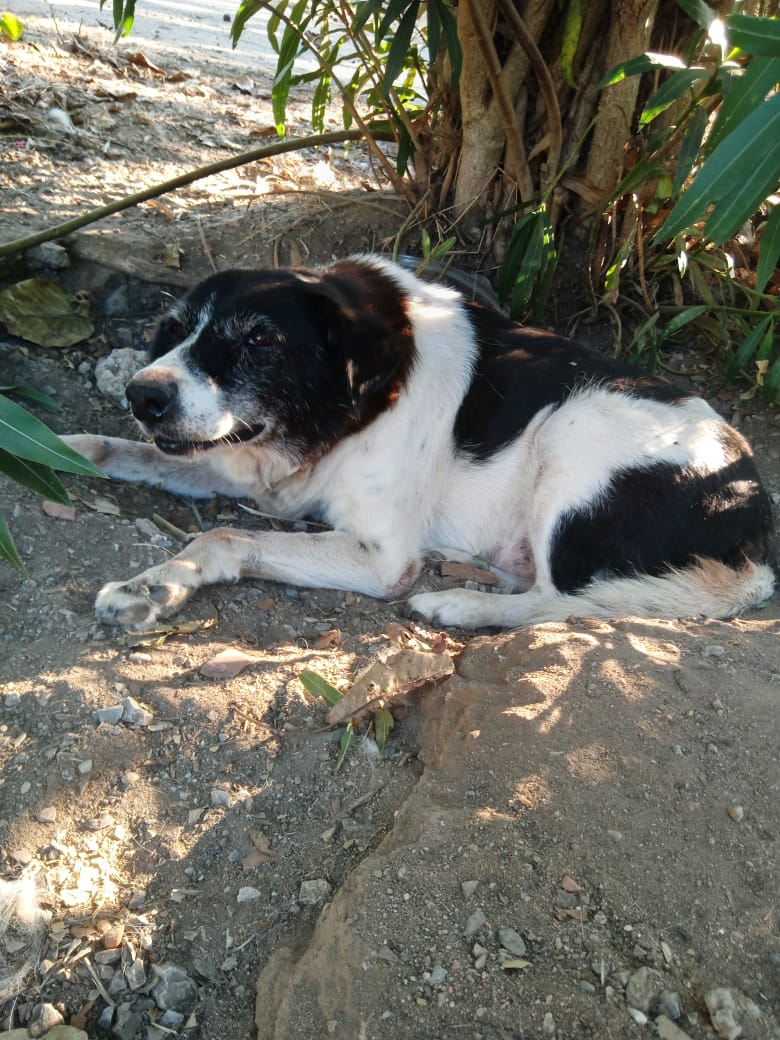 Sonia Zorro Dogsavior Sep25 3