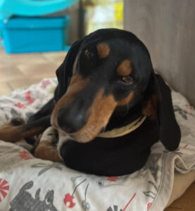 Hund liegt auf gemusterter Decke in Innenraum.