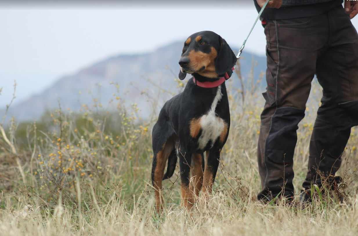 Thanoulis Zorro Dogsavior Mai25 1