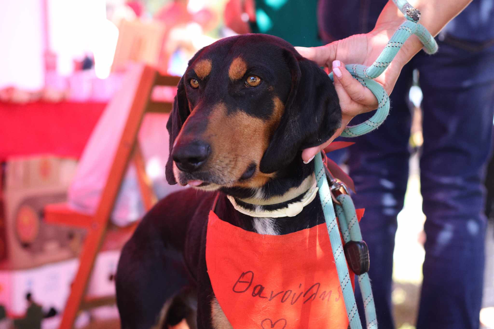 Thanoulis Zorro Dogsavior Mai25 2