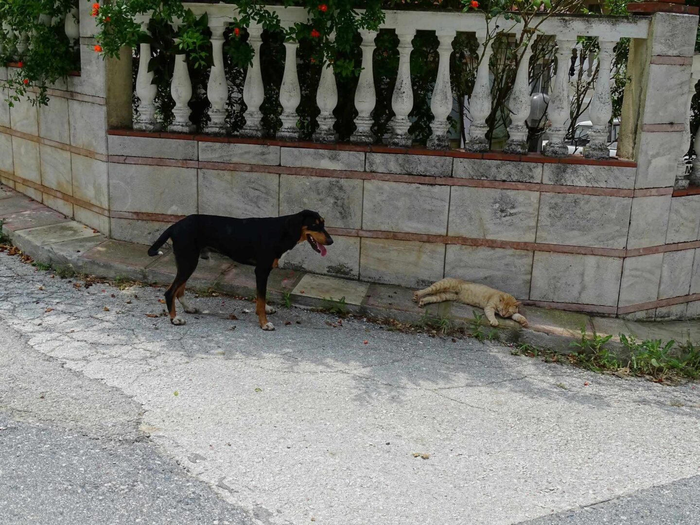 Thanoulis Zorro Dogsavior Mai25 4