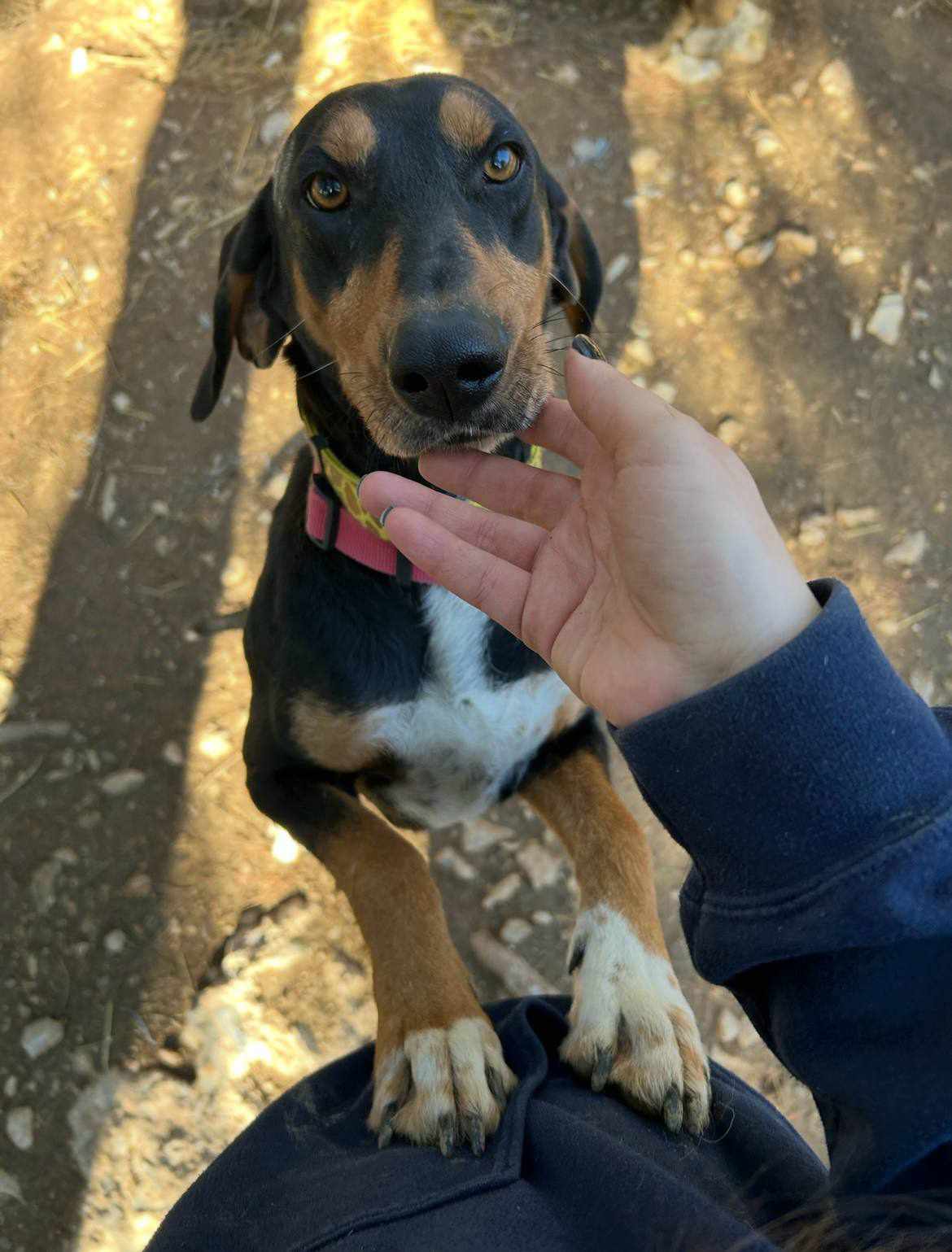 Thanoulis Zorro Dogsavior Mai25 5