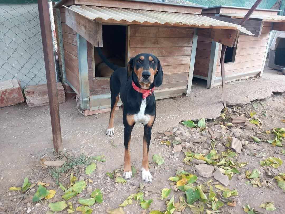 Thanoulis Zorro Dogsavior Mai25 6