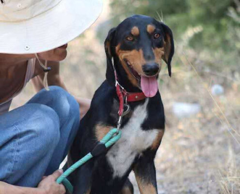 Thanoulis Zorro Dogsavior Mai25 Beitragsbild