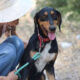 Thanoulis Zorro Dogsavior Mai25 Beitragsbild