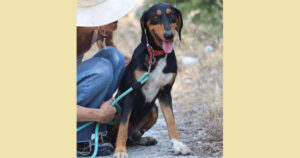 Thanoulis Zorro Dogsavior Mai25 SocialMedia