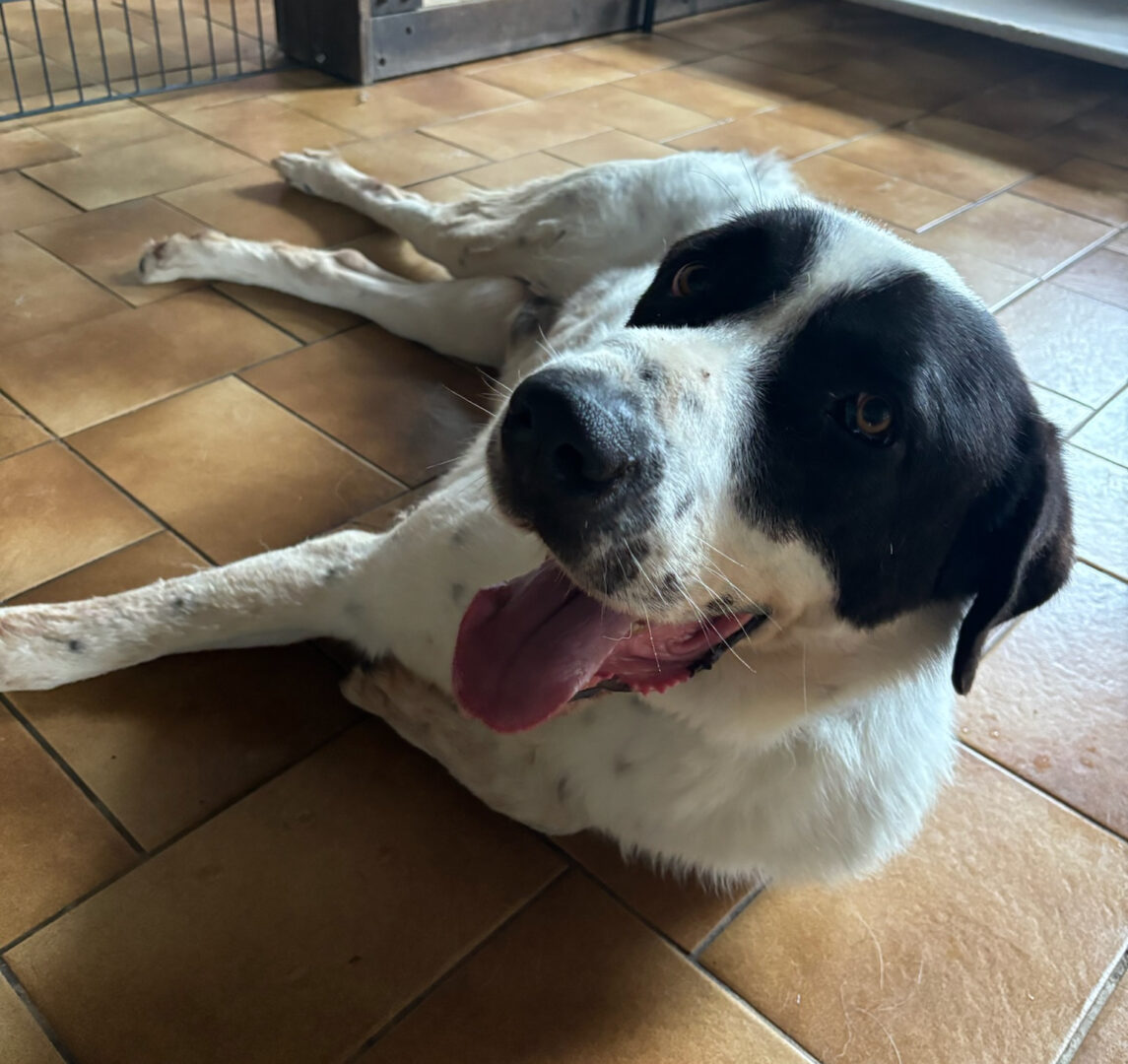 Weiß-schwarzer Hund liegt auf braunen Bodenfliesen in einem Innenraum.