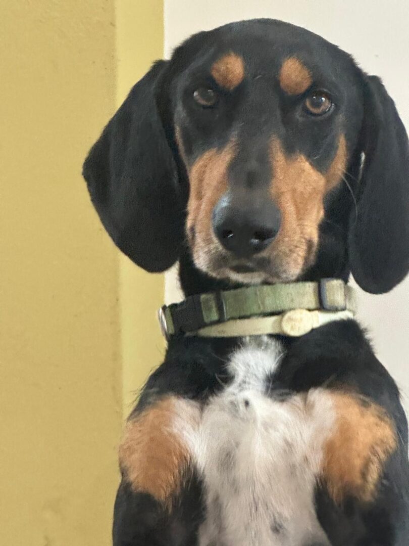 Nahaufnahme eines Hundes mit Halsband vor einer zweifarbigen Wand.
